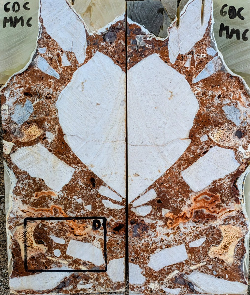 🪚🧑🏾‍🔬 Today Dr. Alvise Barbieri and I, cutting the impregnated sediment blocks from Companheira cave (Portugal). Great things are coming. In advance, this beautiful limestone heart from a brecciated layer, surrounded by bones and roots.
<a href="/Finisterra_ERC/">FINISTERRA ERC</a> <a href="/ERC_Research/">European Research Council (ERC)</a>
<a href="/ICArEHB/">ICArEHB</a> <a href="/UAlg/">Universidade Algarve</a>