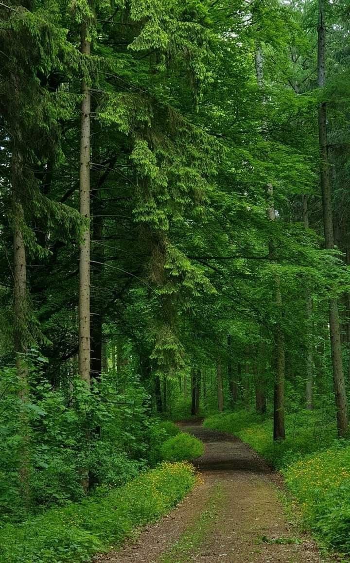 greenvibe's tweet photo. https://t.co/pWIHT9UqIc