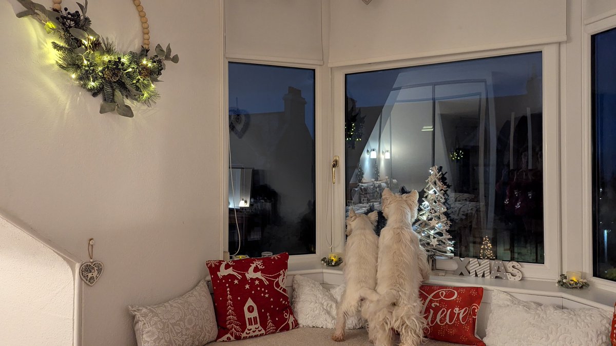 AndBreagha's tweet photo. We are loving this spot in the new house for looking for Santa! Far better range to bark from than our old windows. https://t.co/ORSBp33hZw