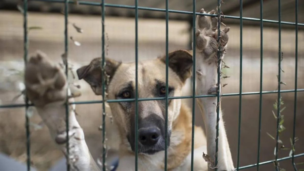Ankara'da Mamak Belediyesi'ne ait barınakta köpeklerin kötü muameleye uğradığı ve açlıktan birbirini yediği iddiası çok vahim. Hayvanlara katliam yasası çıktıktan sonra eziyetler çoğaldı. AYM'ye 'katliam yasası'nın iptali için çağrıda bulunmak son çaremiz. Çünkü hukuk yaşatır.