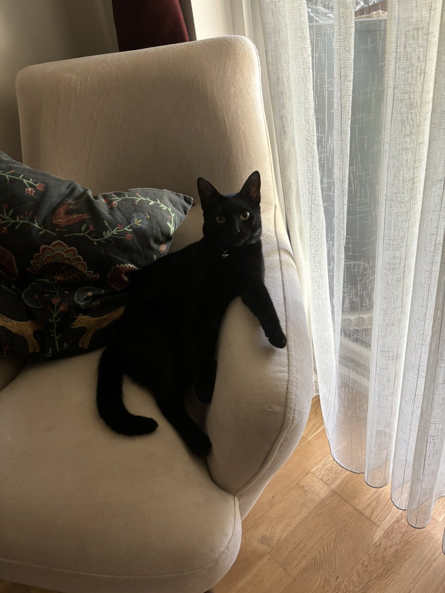 gilithx's tweet photo. My cat lives a life of luxury - sleeps all day, gets fed on demand, and receives endless love for doing absolutely nothing. Meanwhile, I blink wrong and get judged. https://t.co/LwasNoKb2P