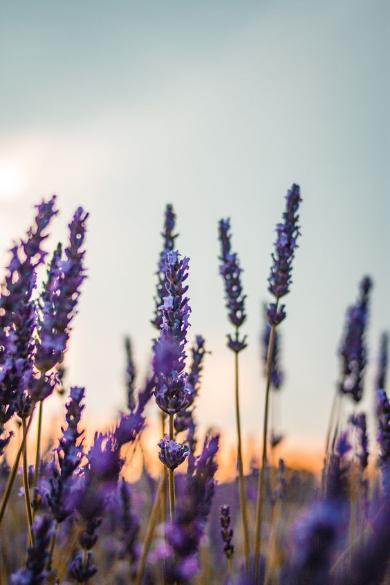 _daijoo's tweet photo. Lavender &amp; Marigold | a #hambebe au
— hanahaki disease; a condition where flowers grow in a person's lungs due to unrequited love.

No one told Shayla that falling in love with someone can create a flower bed full of unspoken feelings. https://t.co/pIU83fzbD5