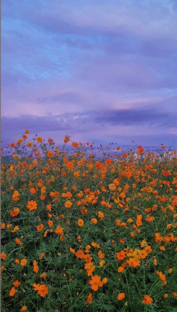 _daijoo's tweet photo. Lavender &amp; Marigold | a #hambebe au
— hanahaki disease; a condition where flowers grow in a person's lungs due to unrequited love.

No one told Shayla that falling in love with someone can create a flower bed full of unspoken feelings. https://t.co/pIU83fzbD5