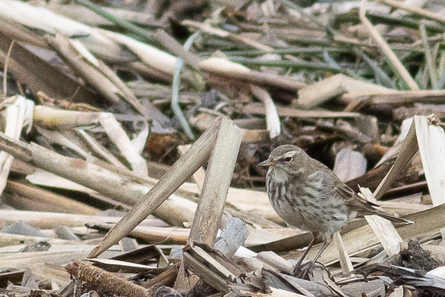 Tony Blake tweet media