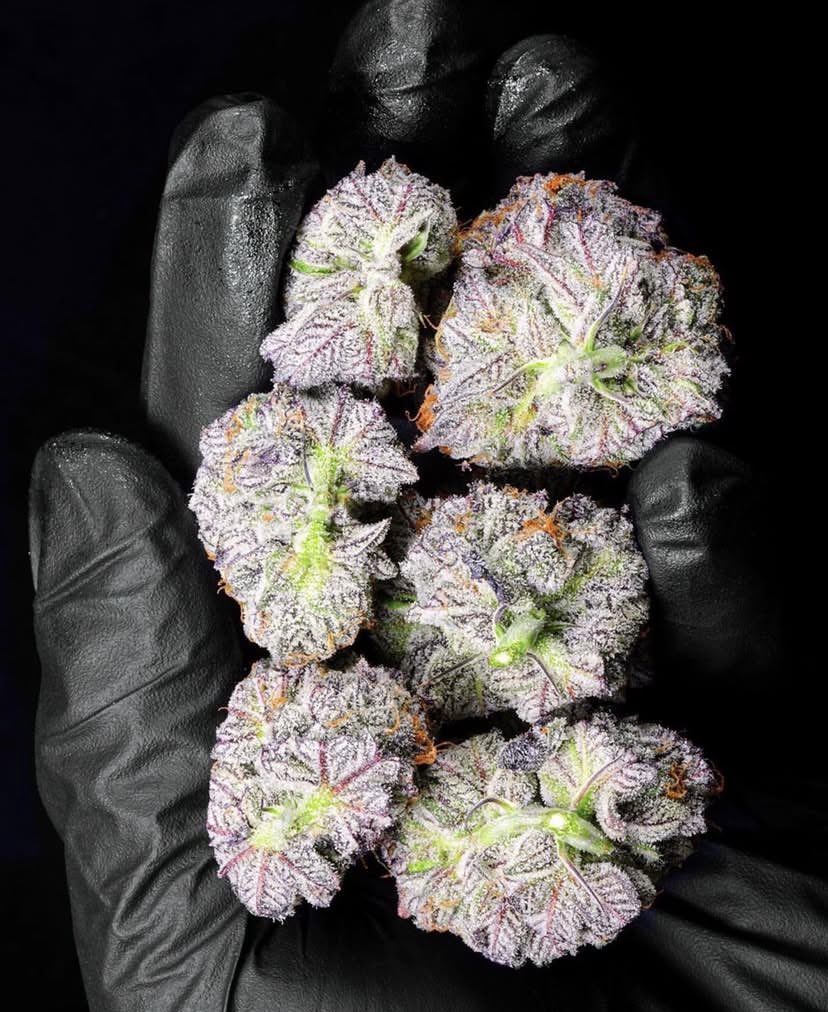 _StonersRUs_'s tweet photo. Grape Ape 🍇🦍😍 https://t.co/FC6Z5G87DQ