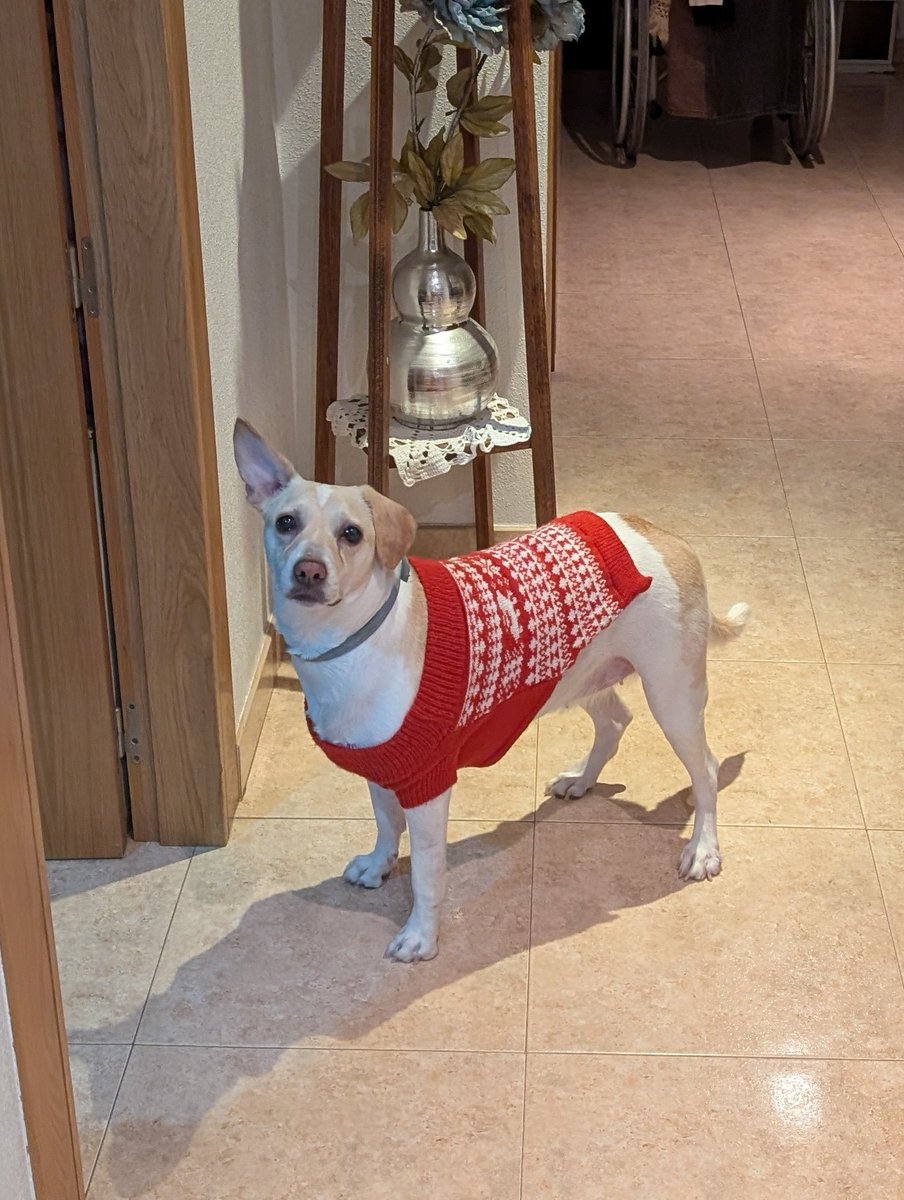 Os dejo al perroflecha navideño de la suerte por aquí