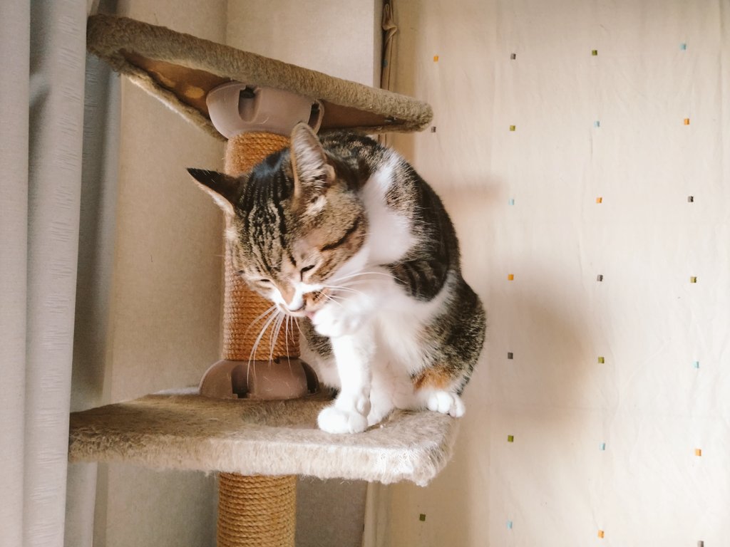 machabowling's tweet photo. おはようございます😺😊
昨日切られた爪がかゆいにゃあ😊😺

 #cats #catsoﬁnstagram #catslover #lovecats #instacats #ねこすたぐらむ #ねこ #ねこのきもち #ねこすき #catweet #にゃんだふるらいふ #ねことの暮らし #ねこのいる生活 #ねこずきさんと繋がりたい https://t.co/DO2KZ0sgfL