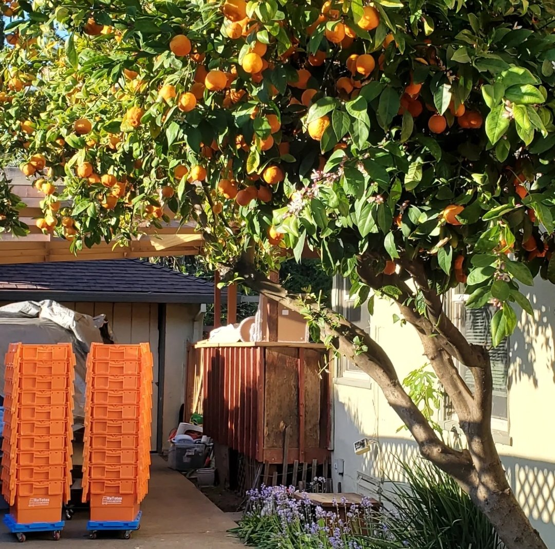 ReTotes's tweet image. Go green 💚 ♻️ by going orange 🧡🍊
Renting ReTotes reusable moving totes is a significant improvement over buying the single use, expensive, flimsy, &amp;amp; time consuming cardboard boxes. Complimentary curbside delivery and pickup throughout the San Francisco Bay Area!