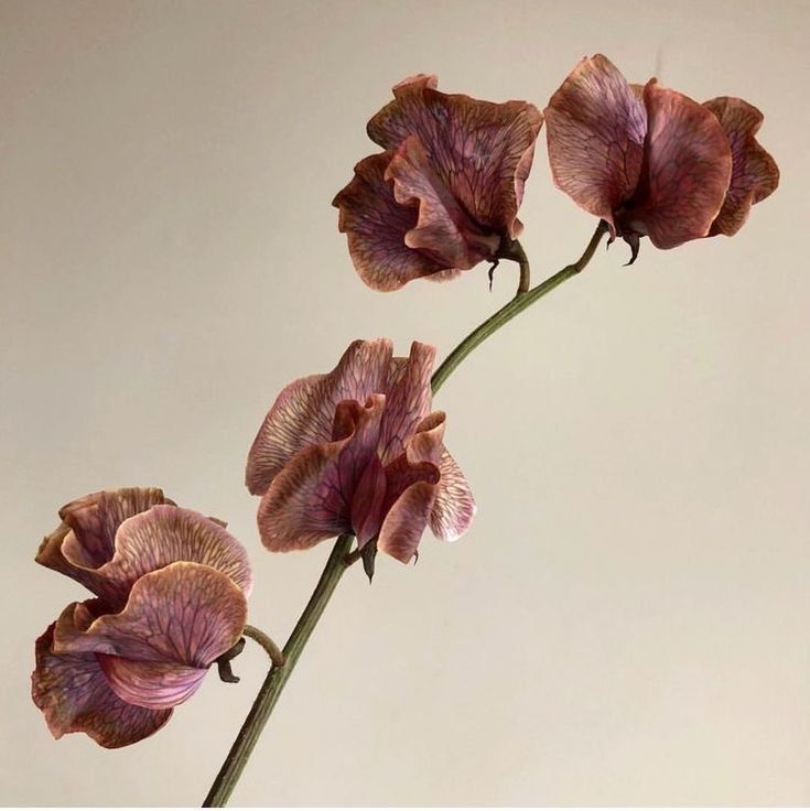 the beauty of dried flowers