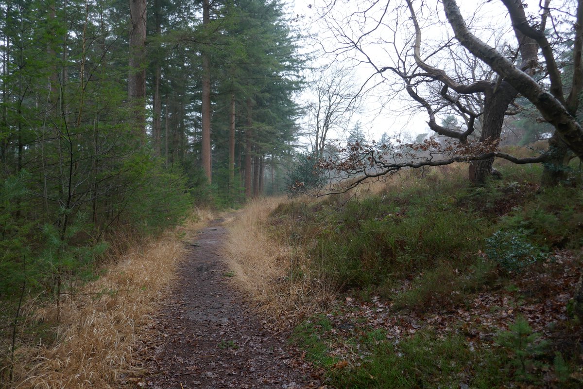 6earth97's tweet photo. #photography #nature #forest #Eese #Steenwijk #Overijssel https://t.co/iqsmno2hmH
