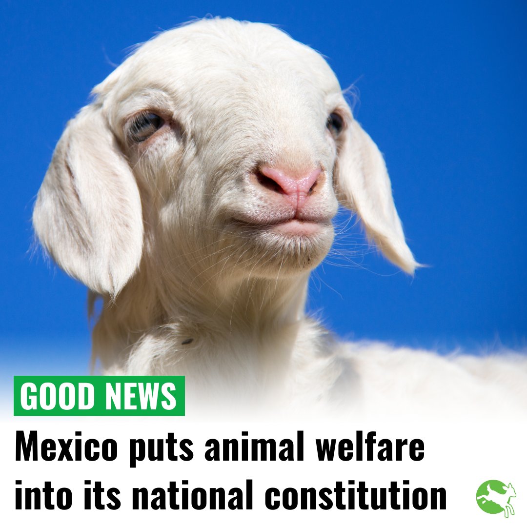 A historic moment – This week Mexico put animal welfare into its national constitution.

As part of this Mexico’s Congress has been directed to develop regulations for preventing the mistreatment of animals, including farmed animals. 

Now for other countries to follow.