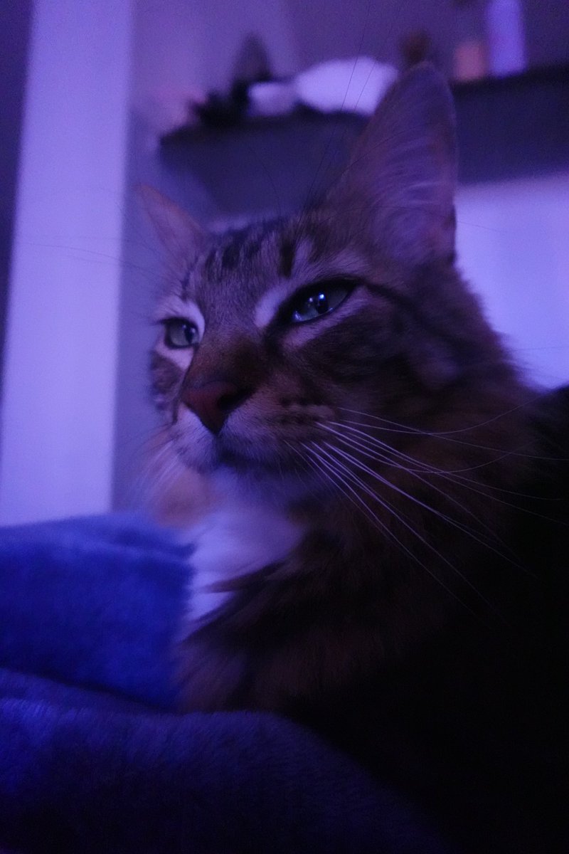 kimeleon_ttv's tweet photo. things 😼 https://t.co/xORVotAQGR