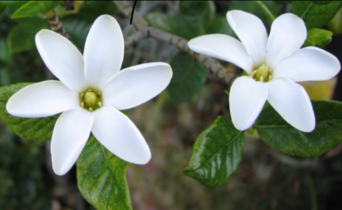PullTheShade3's tweet image. #didyouseeit 
Do you suppose she is a #wildflower
Even if you stepped all over her - the seed will #springforth