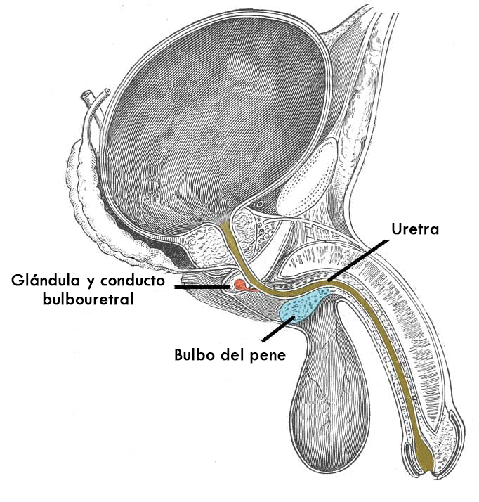 MindBodyIsLife's tweet image. ¿Sabías que aproximadamente el 75% de los hombres entre 18 y 55 años sufren de disfunción eréctil, erección débil y eyaculación precoz por diversas razones?

Aquí tienes algunos datos interesantes y remedios para estas condiciones.

Revisa el hilo🧵