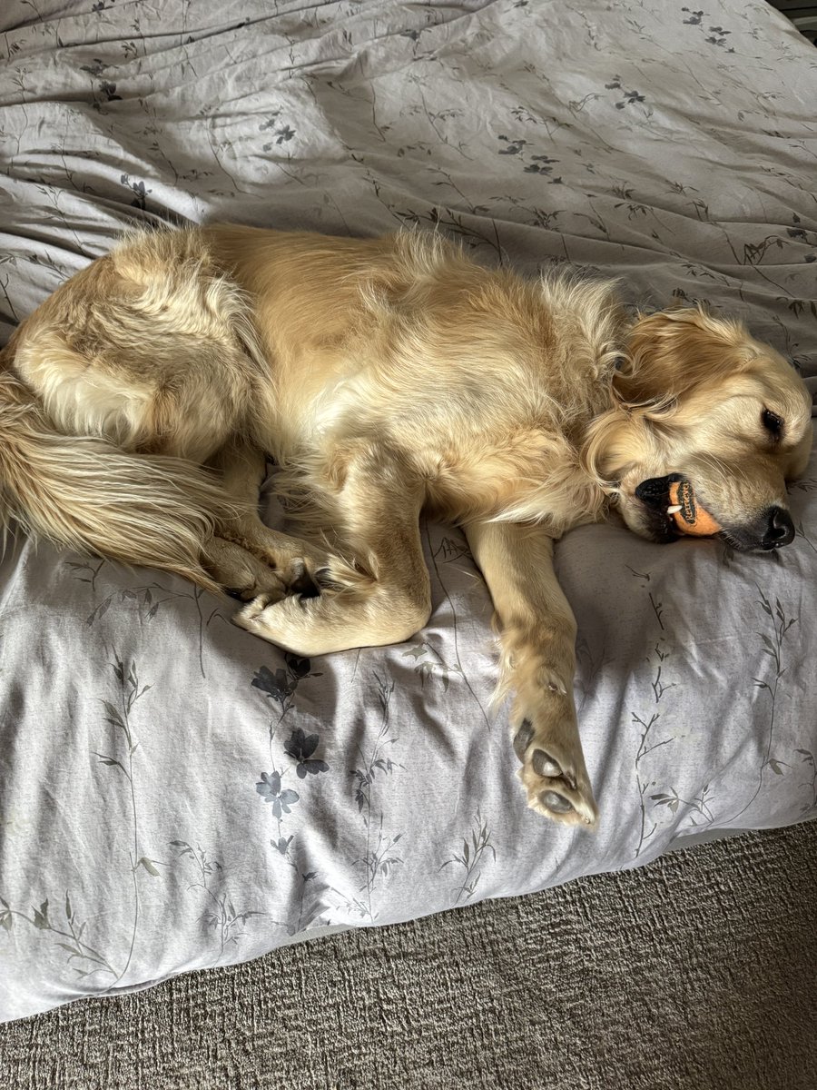BobandDug's tweet photo. Taking a nap with my ball so Bob doesn’t steal it while I’m sleeping… #goldenretiever #bobanddug #dog https://t.co/kqu5zrXEVh
