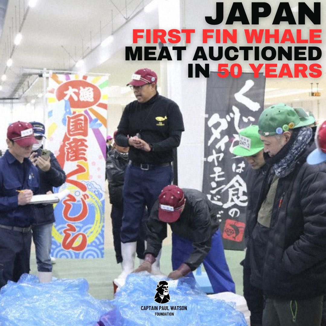 💔 JAPAN Auction Fin Whale Meat for the First Time in Fifty Years.

In shocking news Japan have proudly sent out a press releasing boasting of this horrific announcement. In what is a step backwards Japan caught their first fin whale after five decades, this September. They have