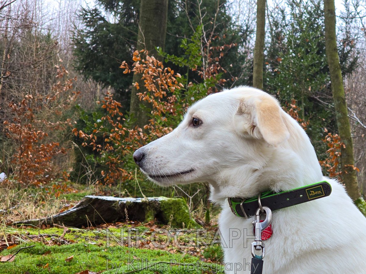 Nikographos's tweet photo. Winterlicher Spaziergang im Wald🐾👣🍂

#iserlohn  #Sauerland #NRW #Nikographos #Nikograph #waldbaden #Gassirunde #dogwalk #Spaziergang #dogwalk  #hundefotografie #gassizeit #wandern #nature #Natur #outofhomemomente #outdoor #hiking #waldspaziergang #KillasPhotography #Skulptur https://t.co/PAkm2g9WmB