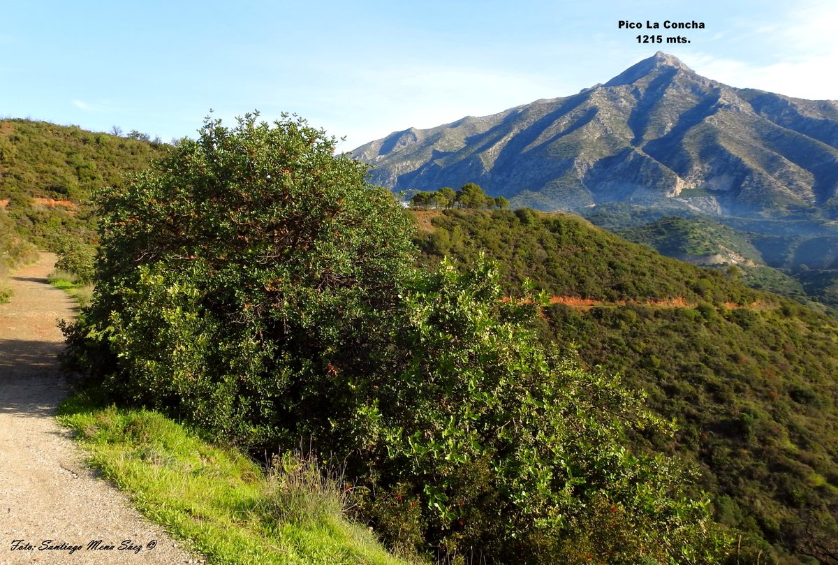 SantiFoto's tweet photo. Agradable paseo por la denominada Puerta Verde de Marbella, en la vía pecuaria Vereda del Puente de Ronda. Desde aquí se divisan los picos La Concha y Los Reales y el peñón de Gibraltar. #senderismo #naturaleza #ejercicio #campo #montañas https://t.co/qMHURtrwXE