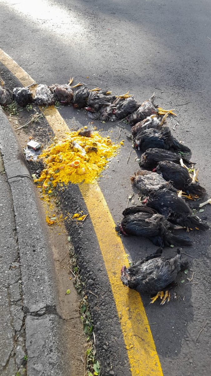 paulo_3t's tweet photo. Mano, a pessoa exagerou no despacho. 17 galinhas pretas decapitadas. https://t.co/Wn5HnAxAYu