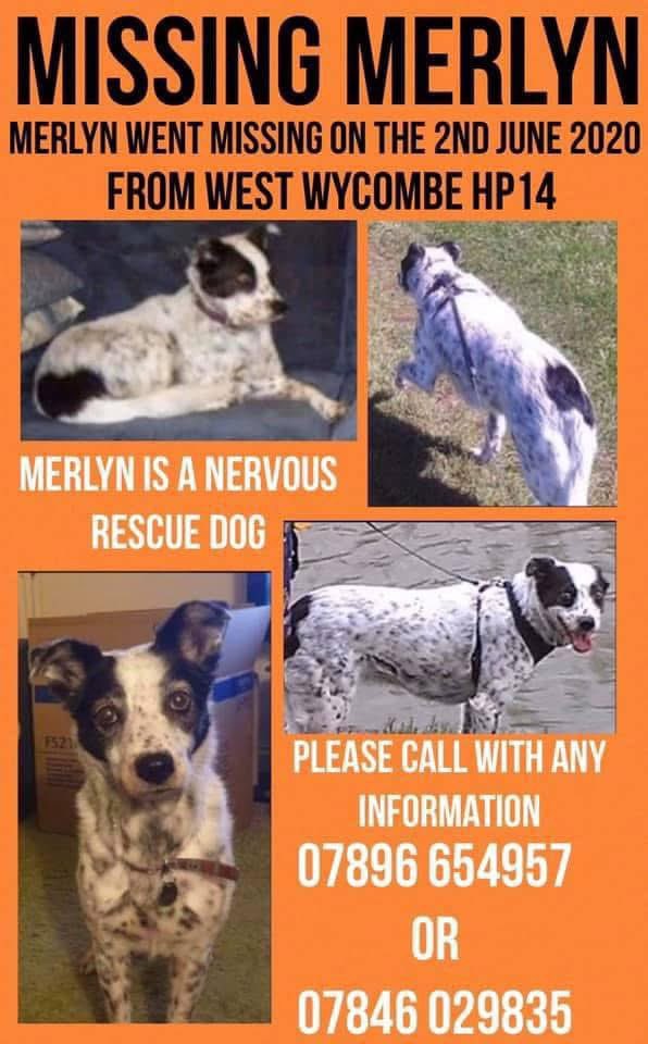 rosiedoc666's tweet photo. #StolenDogHour
MERLYN missing #WestWycombePark / Park Farm Rd, #HP14 #HP12 2/6/20
female/crossbreed white&black tagged/chipped&spayed
VERY scared #RescueDog very unlikely to be caught by (or approached) any1 she doesnโt know
https://t.co/f4GIbGrR8M https://t.co/fhnibJTe2h