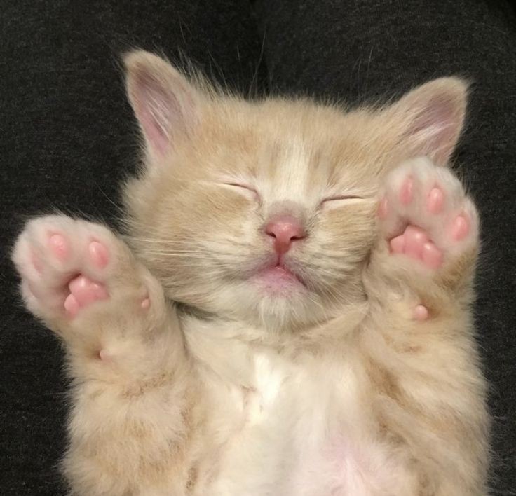 ☆゚.* tweet media