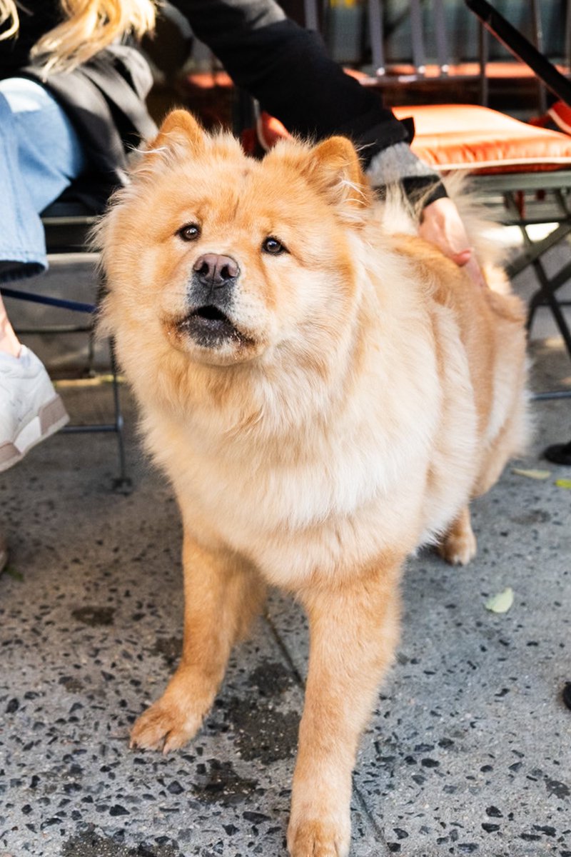 The Dogist tweet media