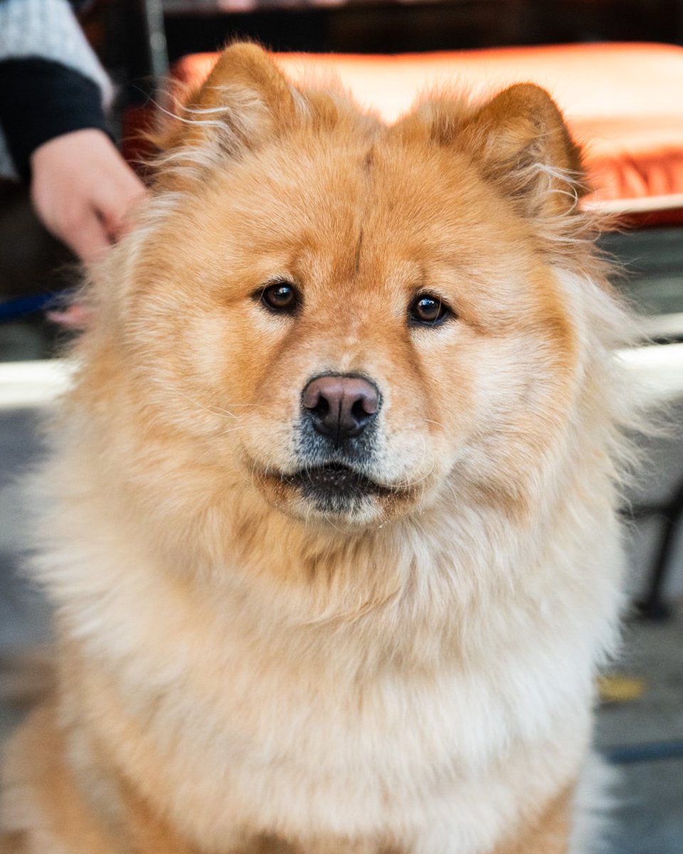 The Dogist tweet media
