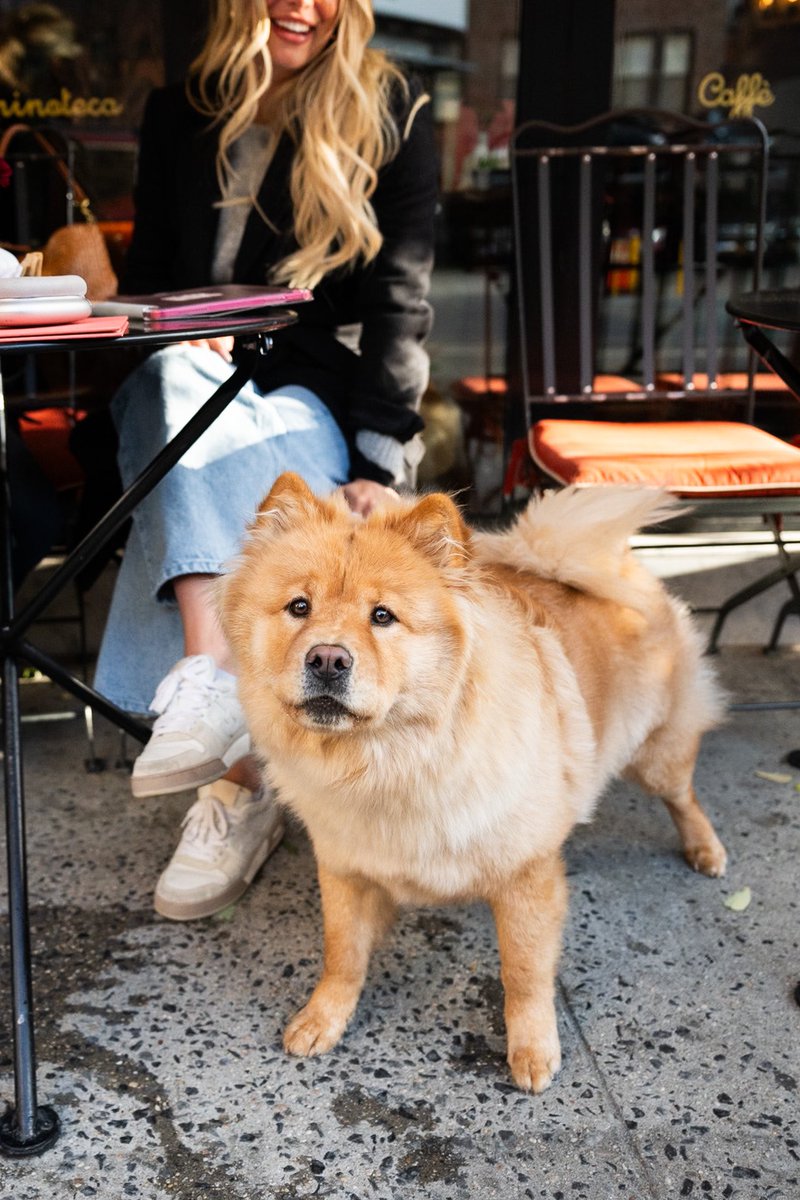 The Dogist tweet media