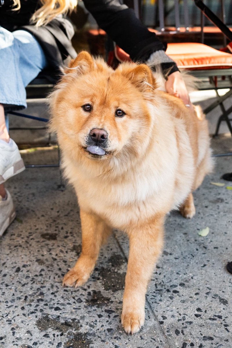 The Dogist tweet media