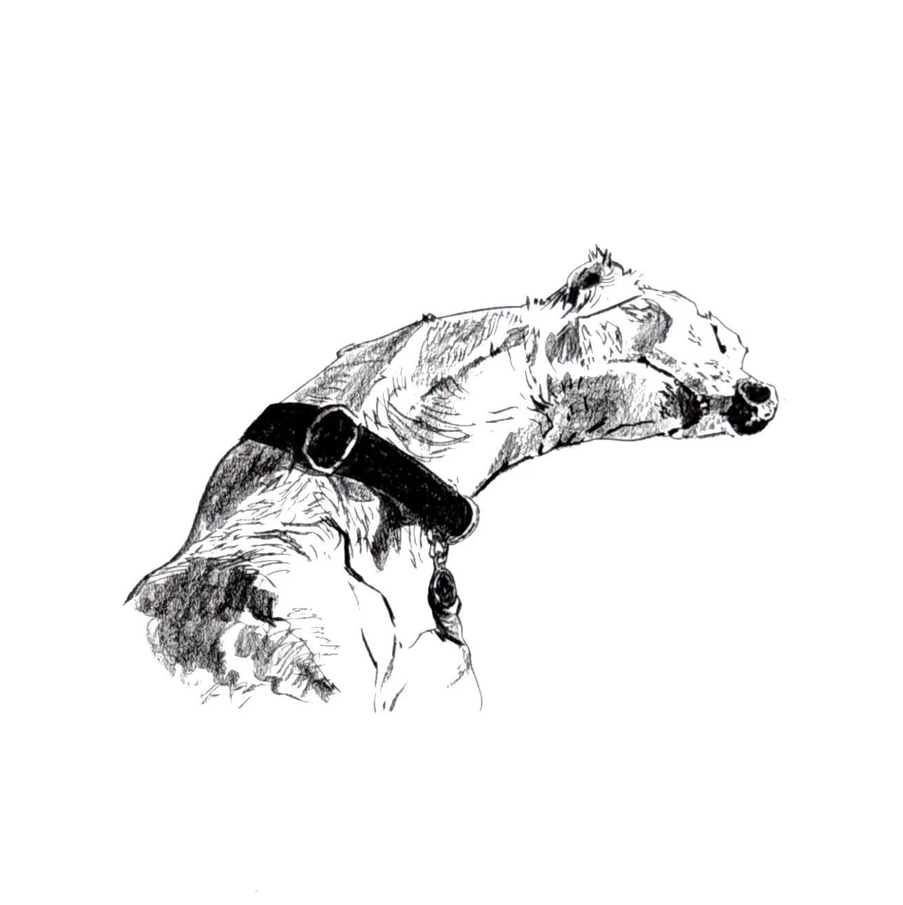 A whippet dog sleeping in a position that is certain to leave him with a sore neck later.