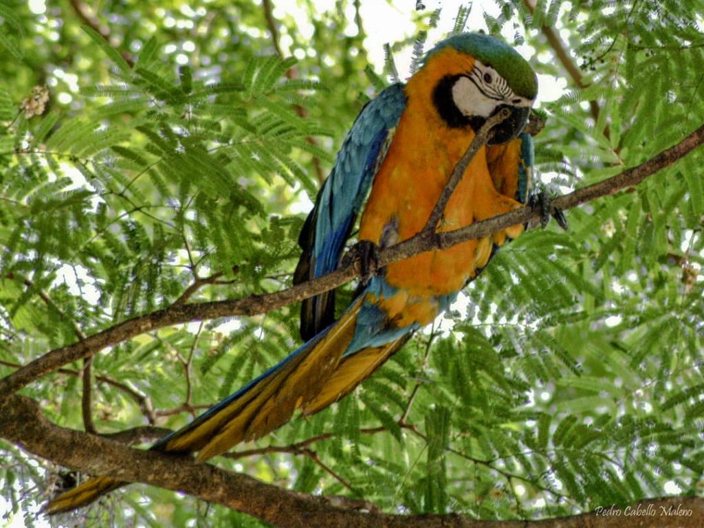 Conoce sobre la Guacamaya azul y amarilla (Ara ararauna) 
s.mtrbio.com/wudajhnrip