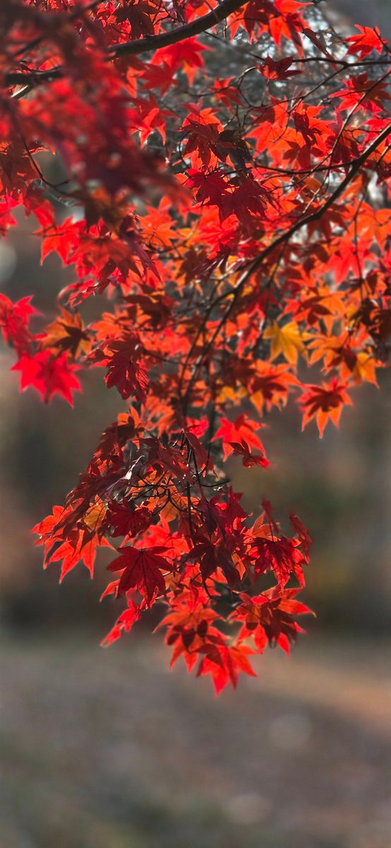 bong_porteza's tweet image. Good day!
Let the failure be our success.
#autumn #success #pyf #travel #photography #portrait #photographer #photo