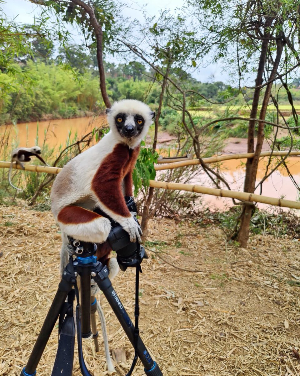 Pic from my dear client / friend #noelrowe who lives to take pics of Primates  ("Mr Primate" worldwide really)...    Pictured is a cute #Coquerel's Sifakas Lemur in Tama Park, Madagascar  (and they love Nikons!) Many thanks @noelrowe