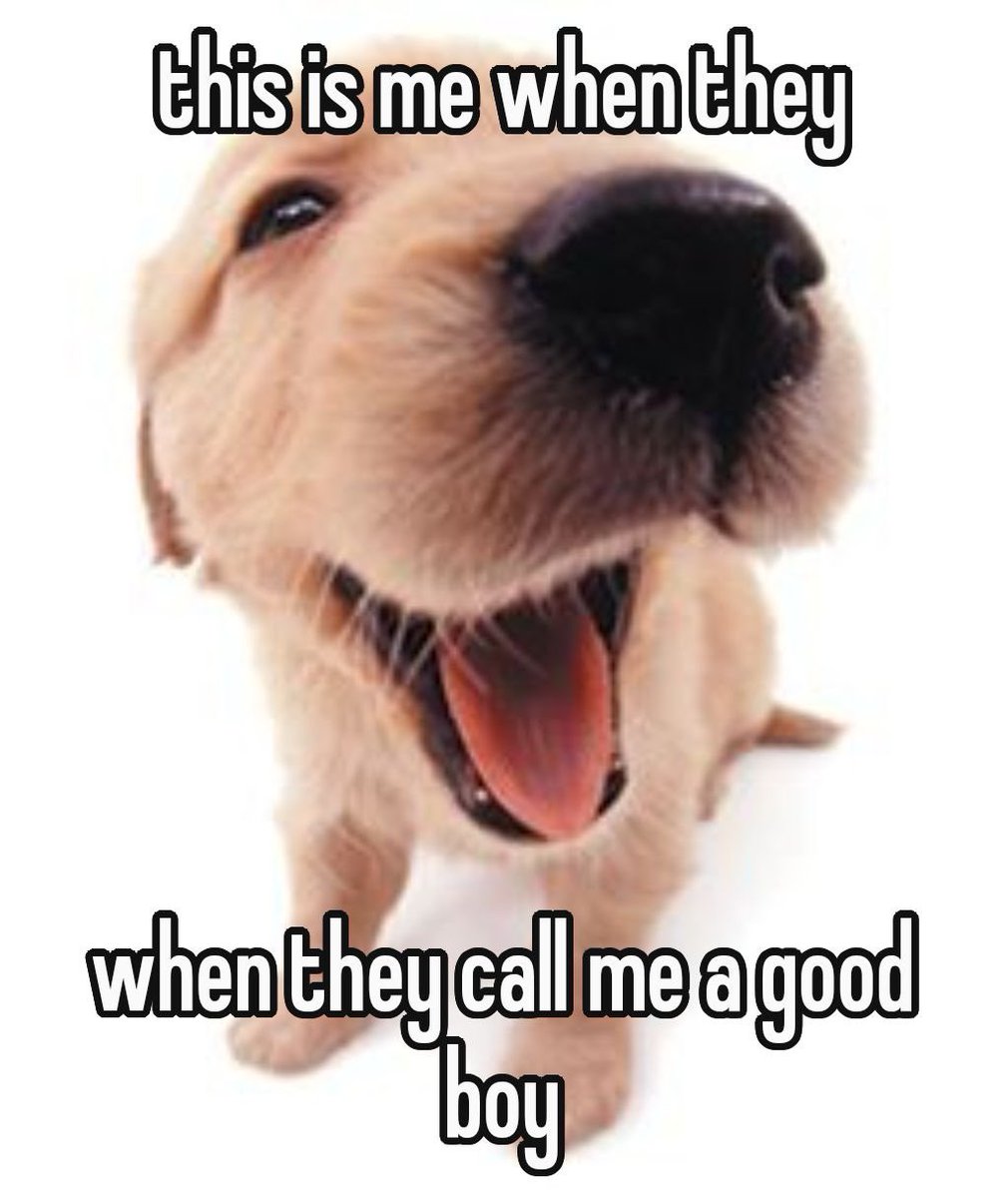 beck 🐾 (@wolfb3ck) on Twitter photo 