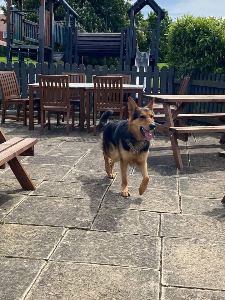 rosiedoc666's tweet photo. #StolenDogHour
FRANK adult brown & black #GSD has been missing 1 year
He let himself out the door at his home on a Caravan Park #Sinope area #LE67 2/9/23
FRANK HAS A SCAR ON HIS NOSE CHIPPED
https://t.co/RNeyClnQdO
@LisaLisaw1 @JacquiSaid @gelert01 @02031961pat @RachaelB100 https://t.co/gQWjkKmDOT