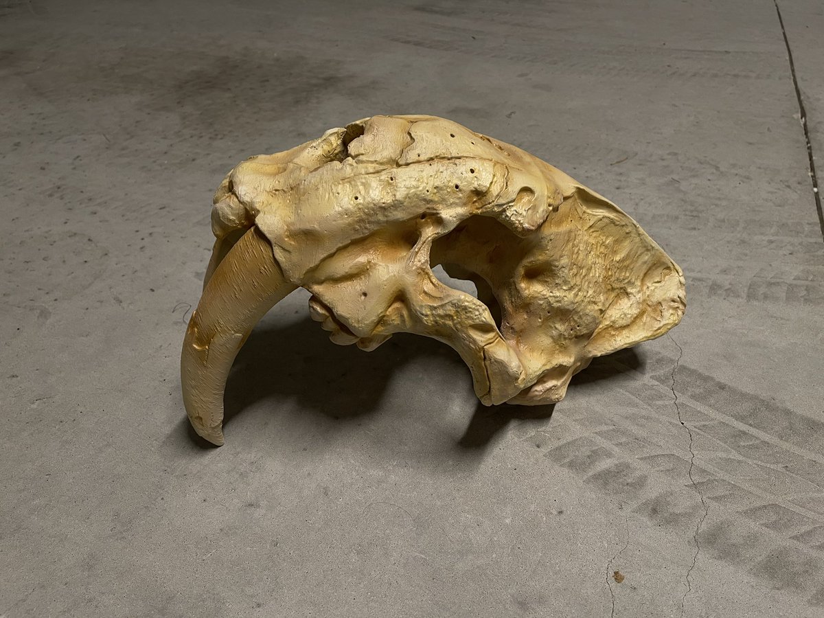 The_Pred_Head's tweet photo. Paint round 1 - a little dark so I’m going to lighten it up. And it’s more fleshy in person than the pictures let on! #predhead3 https://t.co/hNhXWXUiOU