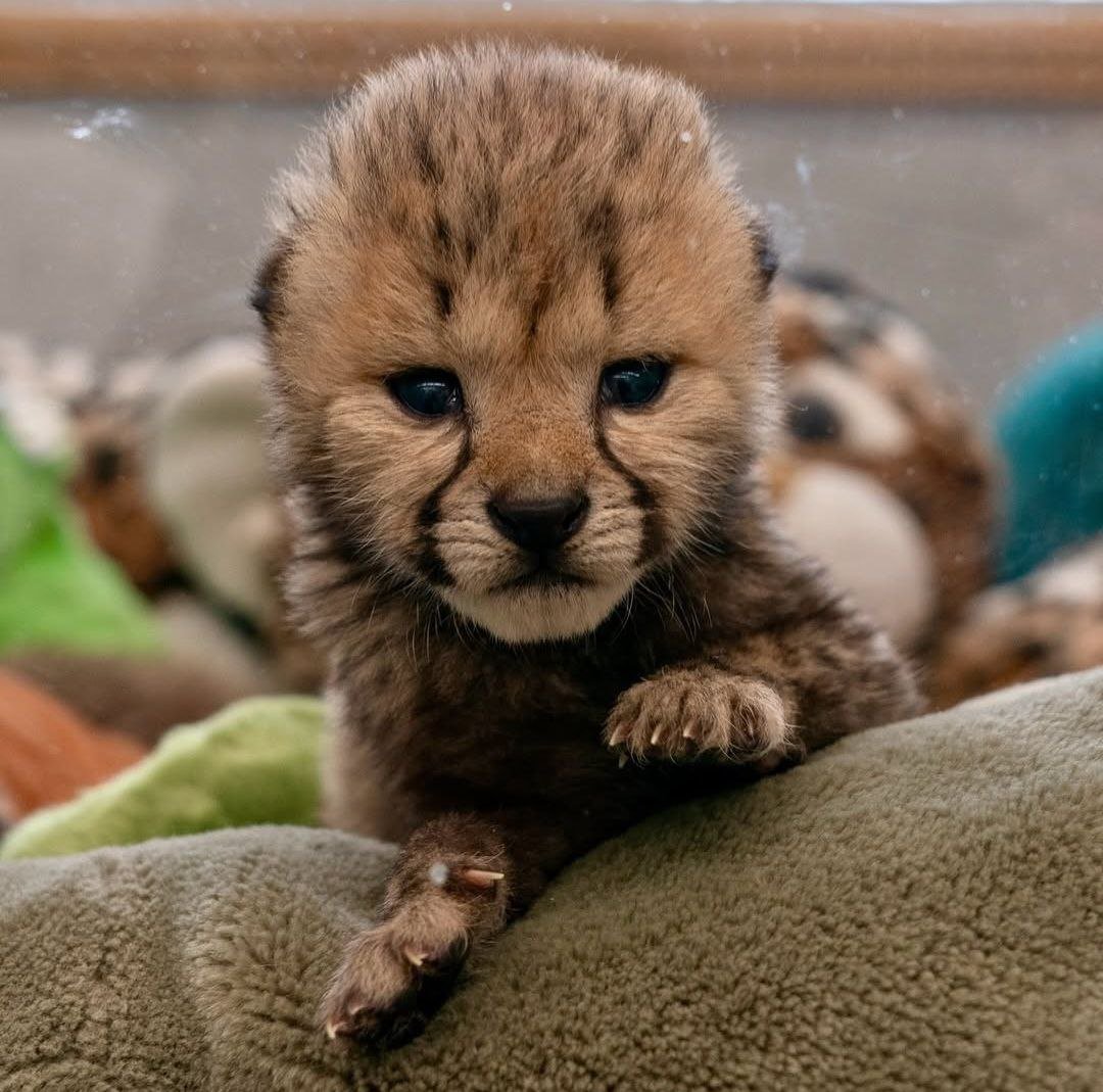 CoonyDev's tweet photo. Holding $ZOLA for 2 weeks and still bullish! 🐾 This token is a real CTO—built by a team that came together after launch. United, we’re pushing $ZOLA because cheetahs &amp; Zola are unique: the fastest cats on-chain. Zola to dollar! 🚀 @zolaonsolana https://t.co/AlxCWgAN18