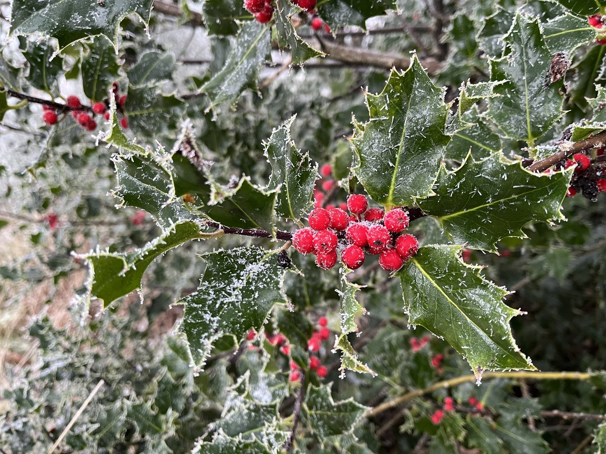 Holly berries with startling colour on what is a frosty, foggy winter's day here in Stirlingshire. Very festive!
#winterbotany #Christmas