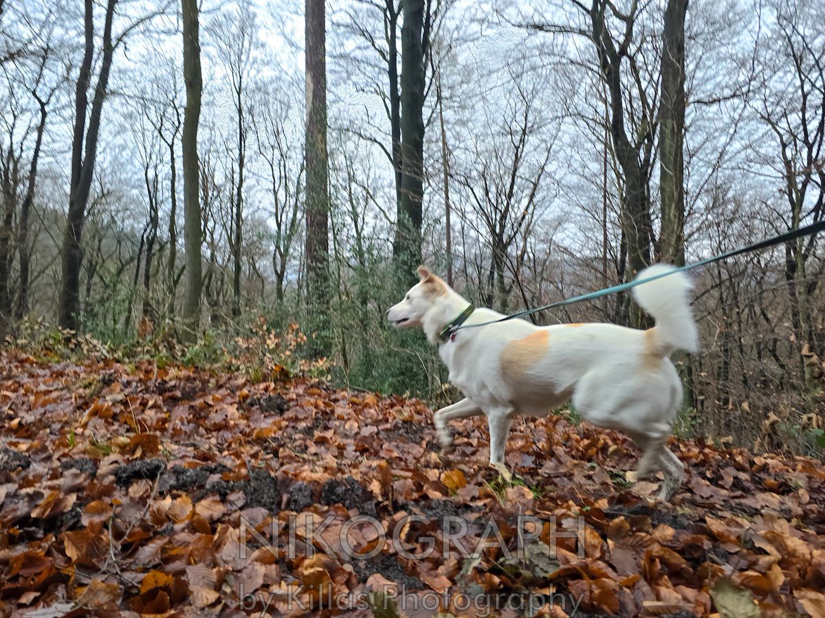 Nikographos's tweet photo. #Waldwanderung🐾👣🍂

#iserlohn  #Sauerland #NRW #Nikographos #Nikograph #waldbaden #Gassirunde #dogwalk #Spaziergang #dogwalk  #hundefotografie #gassizeit #wandern #nature #Natur #outofhomemomente #outdoor #hiking #waldspaziergang #KillasPhotography #forest #forestlife https://t.co/2cwYVDasIp