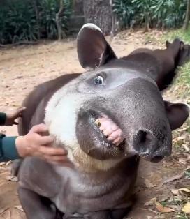 gilithx's tweet photo. @shouldhaveanima best smile https://t.co/Hf16dUNgqs
