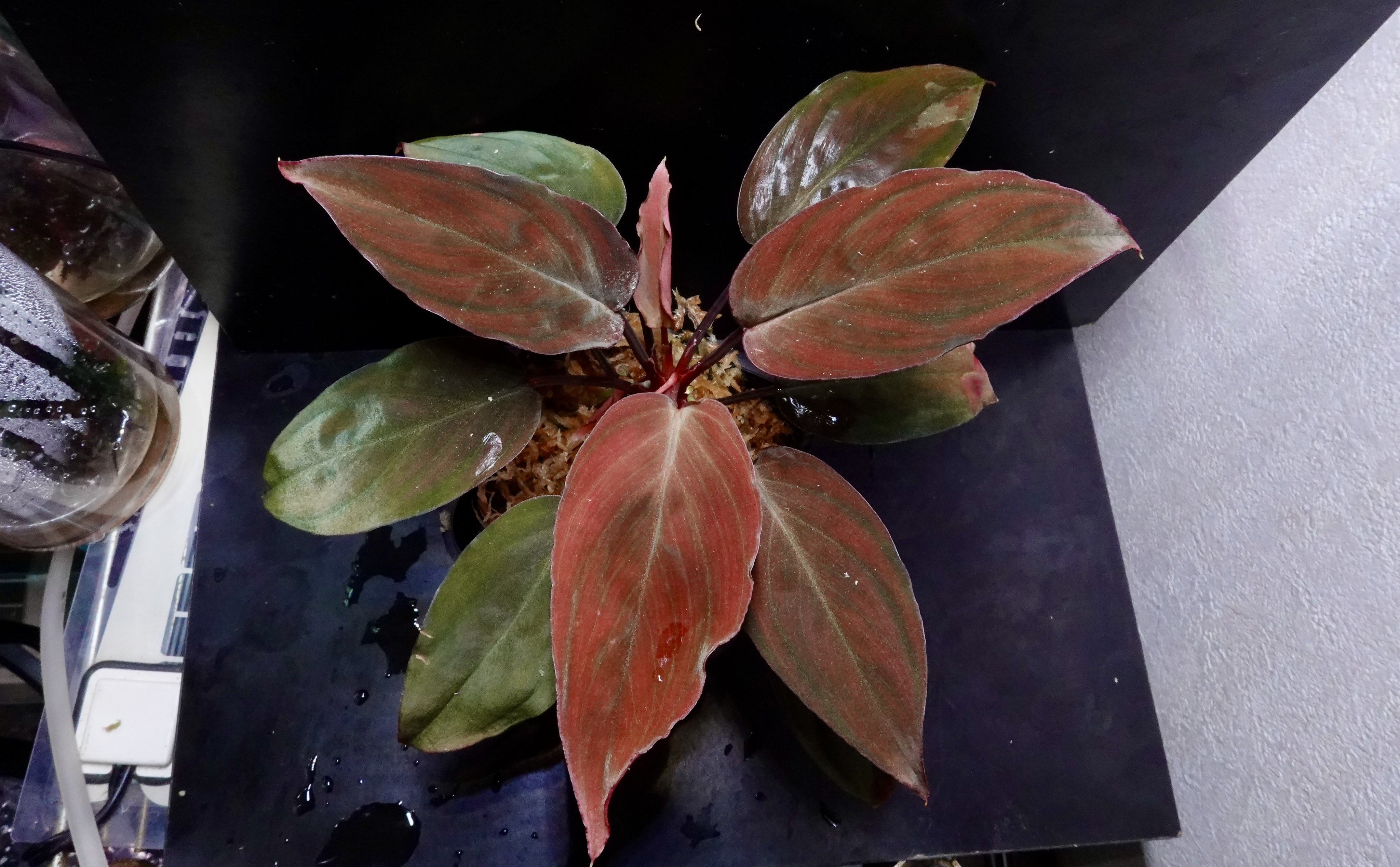 Homalomena sp. 夕霧 T-3810-2 【公式通販】