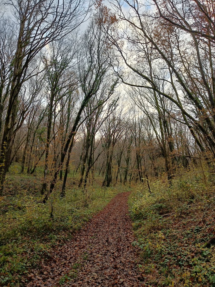 Christellerie's tweet photo. Dimanche 1er décembre.
20 km entre Nevers et Souppes-sur-Loing dans la fraîcheur et le soleil voilé. #GR13 (Transilien R à GdL)
Excellente portion très variée, le début dans la forêt à la sortie de Nevers est remarquable ! 😍
(On a vu les chasseurs de près également. 😳🐗) https://t.co/Z5JNxjzgU2