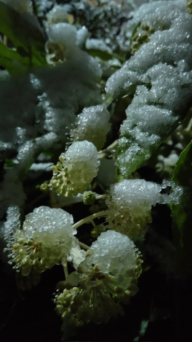 早朝4時半、庭散歩しました。又々わかりづらい写真に成りましたが、ヤツデの花の上に、うっすらと、雪が積もっている様子を、撮りました。日照時間が少なく、寒いですが、朝のこの位の雪だと、お昼には消えてしまう事が多いです。体調をみながら、お昼の様子も、撮りたいです。