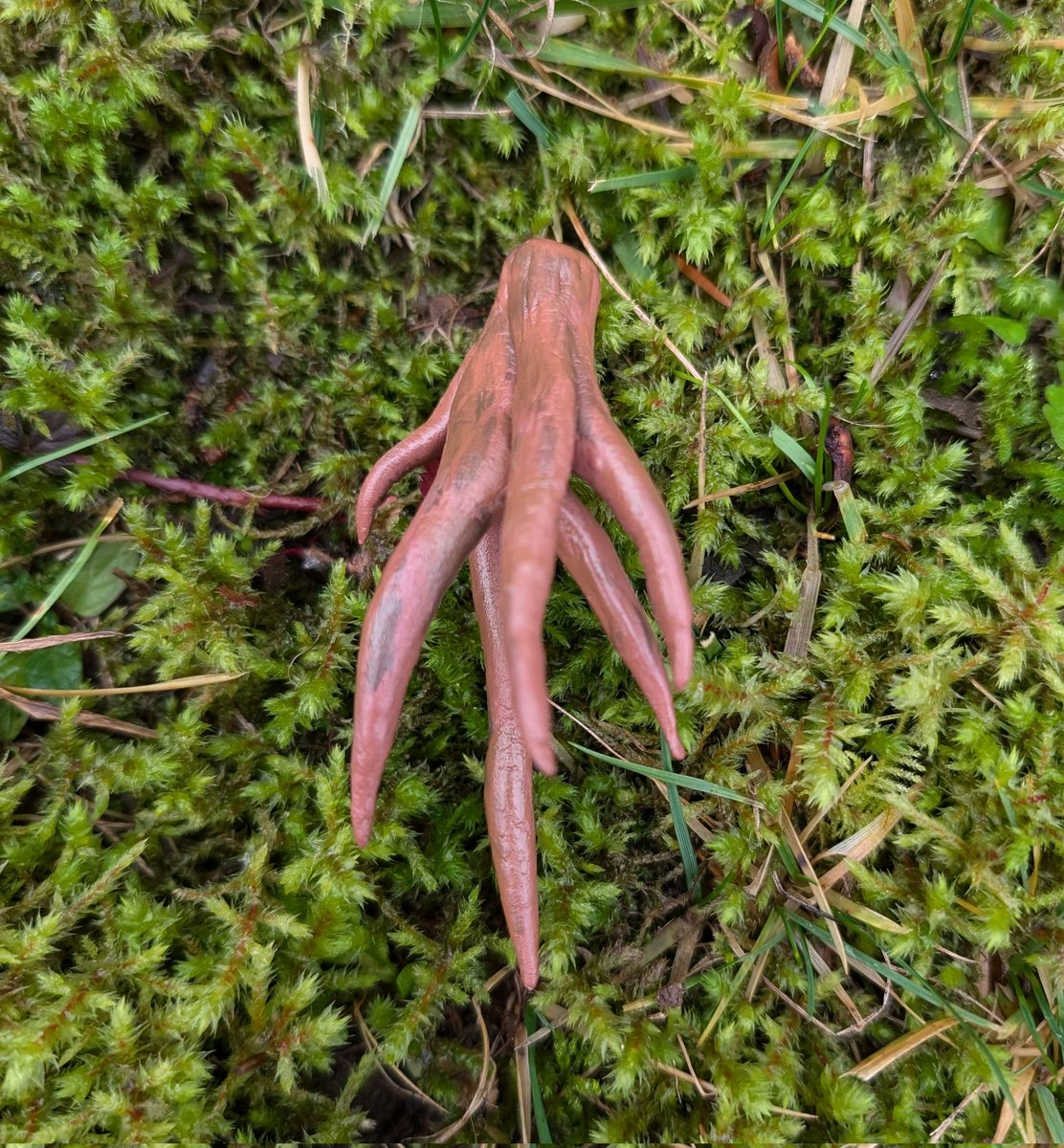 TheLadyGoatess's tweet photo. Elder Scrolls Ornaments Day 15: Creep Cluster

#TESOonline #ESOFam #ElderScrollsOnline https://t.co/HlO1r7ScP5