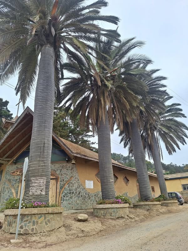 artamumu's tweet photo. Estas bellas palmas chilenas (jabaea chiensis) están en la Capilla de Cahuil, Pichilemu. Región de O'Higgins https://t.co/s6uH3IXObZ