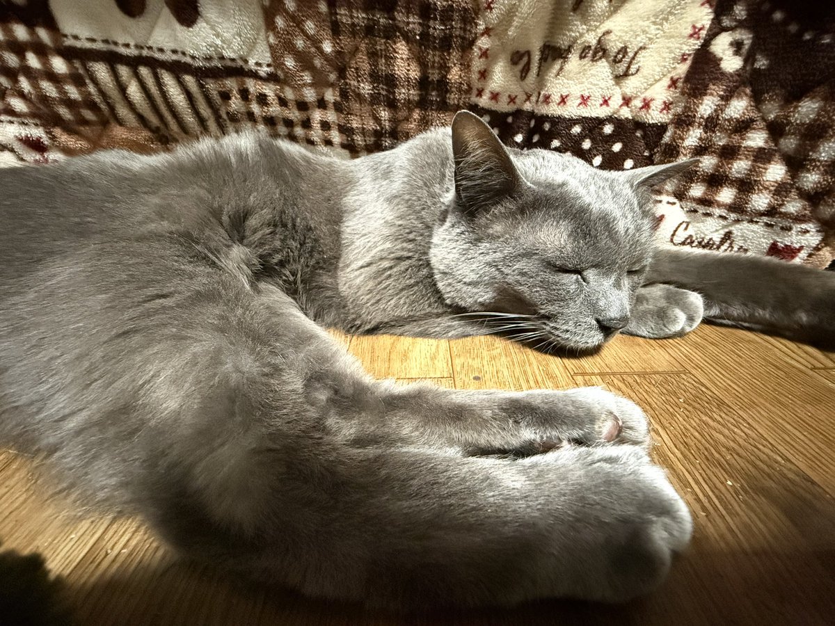 4869_Maybe's tweet photo. 最近、バタバタなので家にいる時は飼い猫ちゃんと一緒に寝る事にした(  ˶'ᵕ'˶)
#ロシアンブルー
#猫との生活 https://t.co/mSZ1PPcZQc