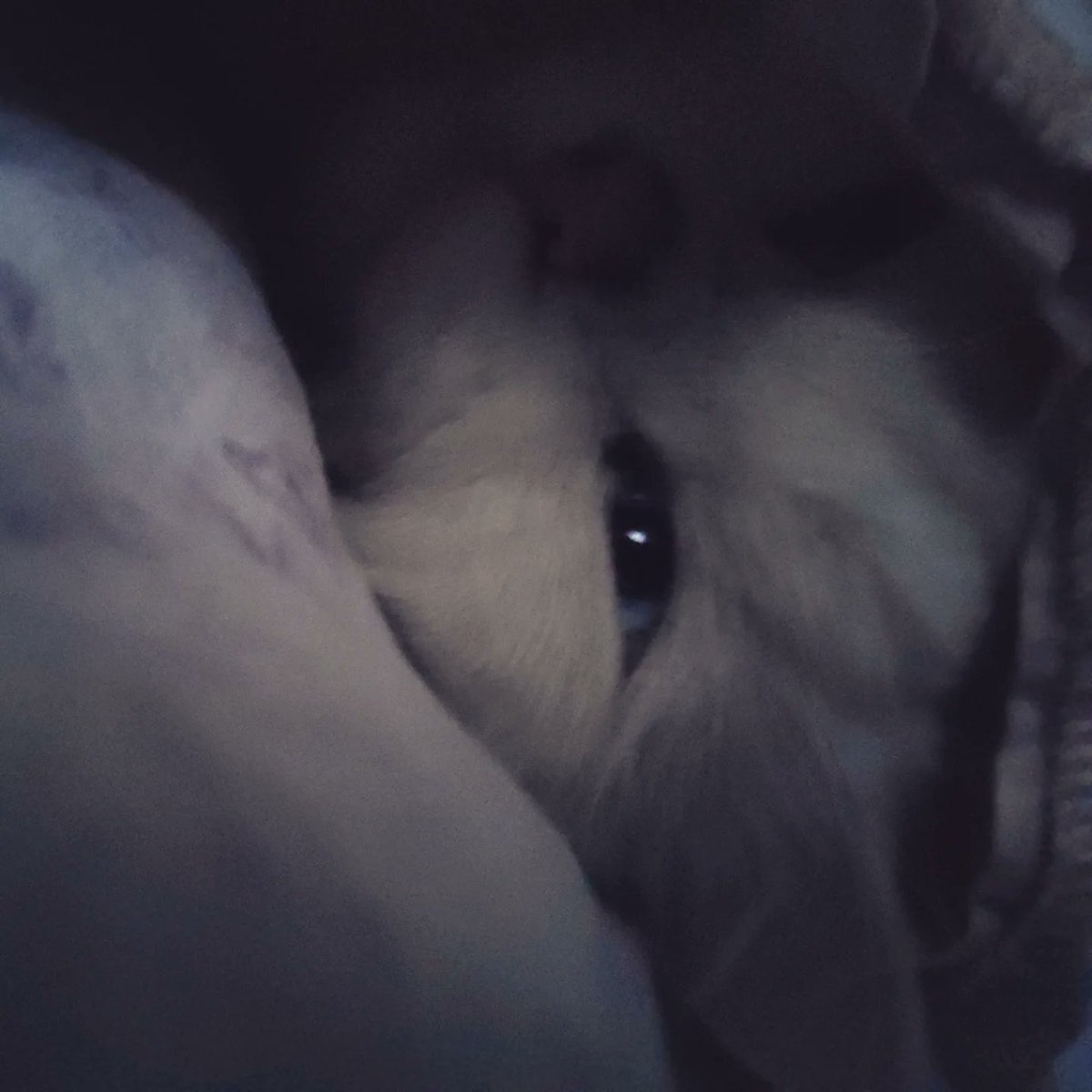 MyFeralNeighbor's tweet photo. Today, I want to share something with all of you. This is from two years ago when I was battling depression and couldn’t get out of it. At that time, this cat came into my life like an angel. I started healing. My anxiety disappeared. I used to talk to him and play with him. He kept me so busy that I completely recovered.

I lost Sheero on November 10th. After his passing, I went back to the same place emotionally where I was two years ago. I miss Sheero a lot. People even suggested that I get a new cat, saying it would help me feel less sad and make me feel better.

But I don’t want to replace him. I didn’t want to share all this, but for some reason, I’m sitting here and saying all of this to you. It’s true that losing a pet is incredibly painful. I’ve cried a lot—more than I’ve cried for any human passing. I used to wake up in the middle of the night crying. I’d see him everywhere.

#MissYouSheero