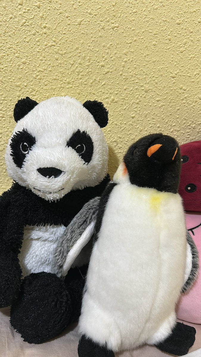 dovipanda's tweet photo. Reencuentro con mis amigos: Pitu el pinguino y Bob el pop. Los echaba mucho de menos, ellos se merecen todo el bambu del mundo. 
#amistades #reencuentrofeliz #comoencasanada https://t.co/pJImRPihOO