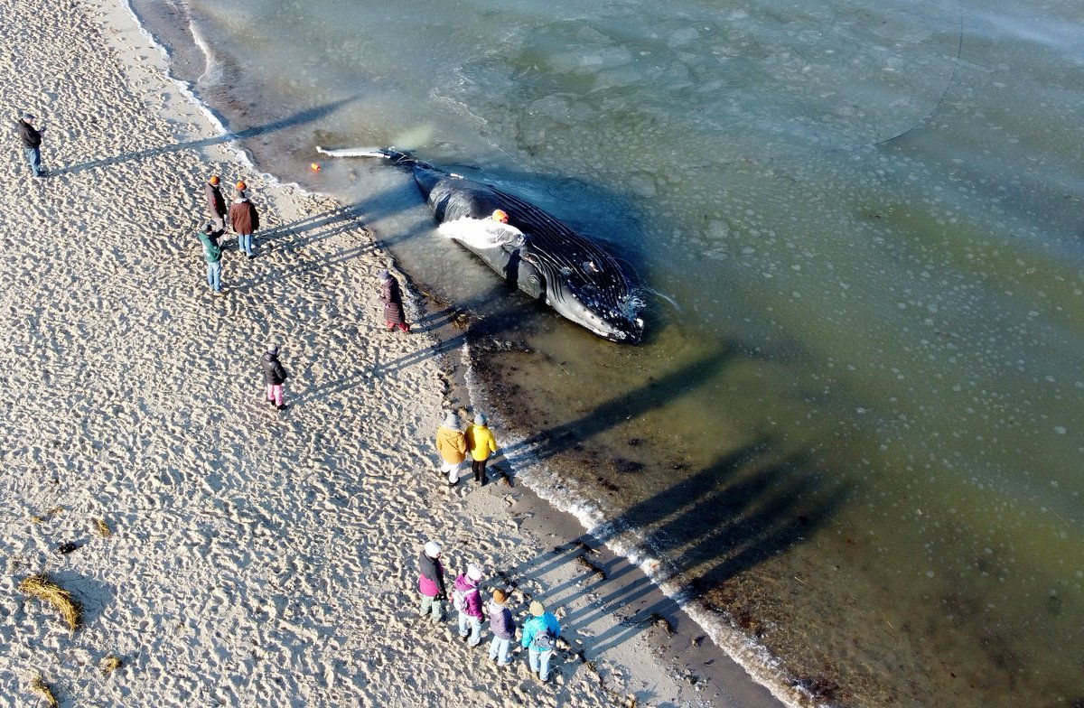 Merrily Cassidy (@cctphotographer) on Twitter photo A dead humpback whale washed up on a Brewster beach this weekend. It's been towed off the beach and will undergo a necropsy.
Photos: capecodtimes.com/picture-galler… <a href="/capecodtimes/">Cape Cod Times</a> #brewster #capecod #humpbackwhale A dead humpback whale washed up on a Brewster beach this weekend. It's been towed off the beach and will undergo a necropsy.
Photos: capecodtimes.com/picture-galler… <a href="/capecodtimes/">Cape Cod Times</a> #brewster #capecod #humpbackwhale