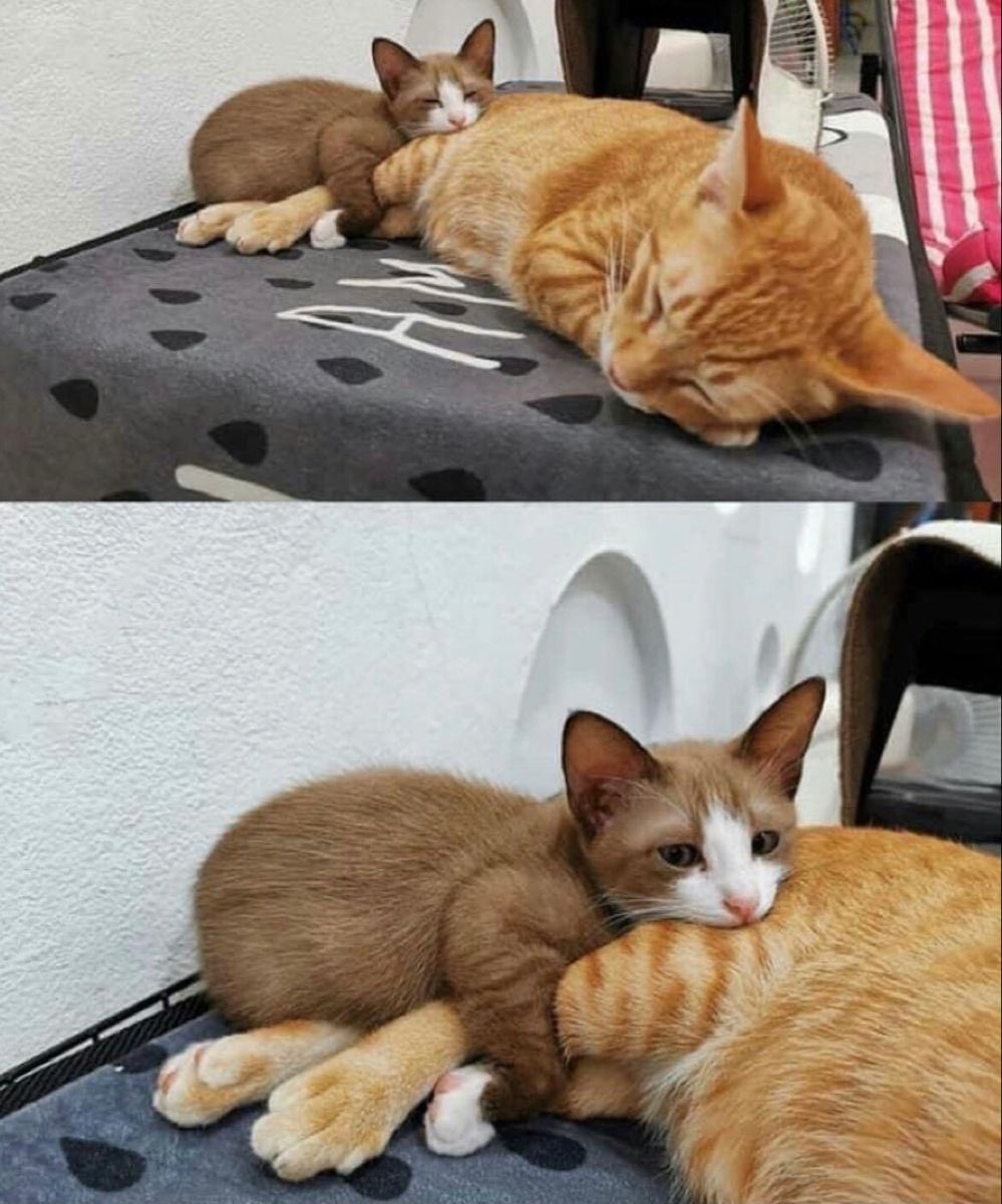 PunchingCat's tweet photo. clingy https://t.co/6EX6ffuOm4